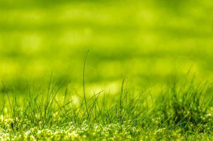 Green Grass Free Stock Photo - Public Domain Pictures